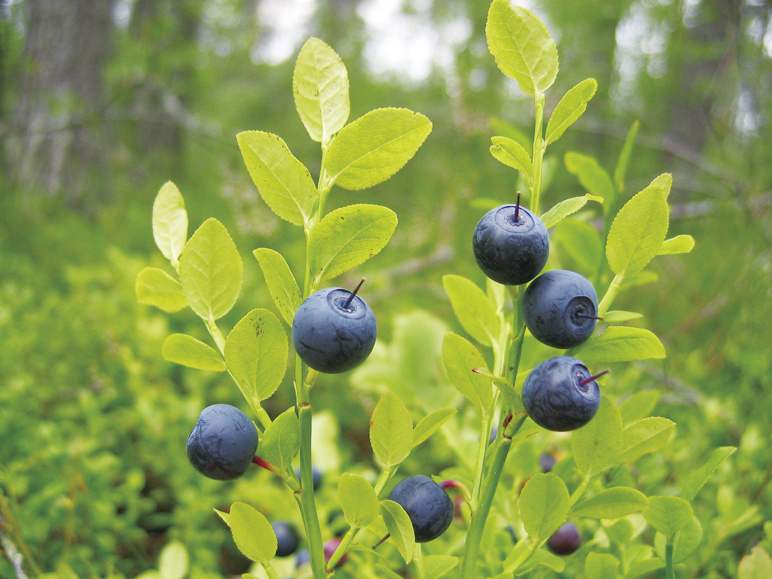 Bilberry Powder