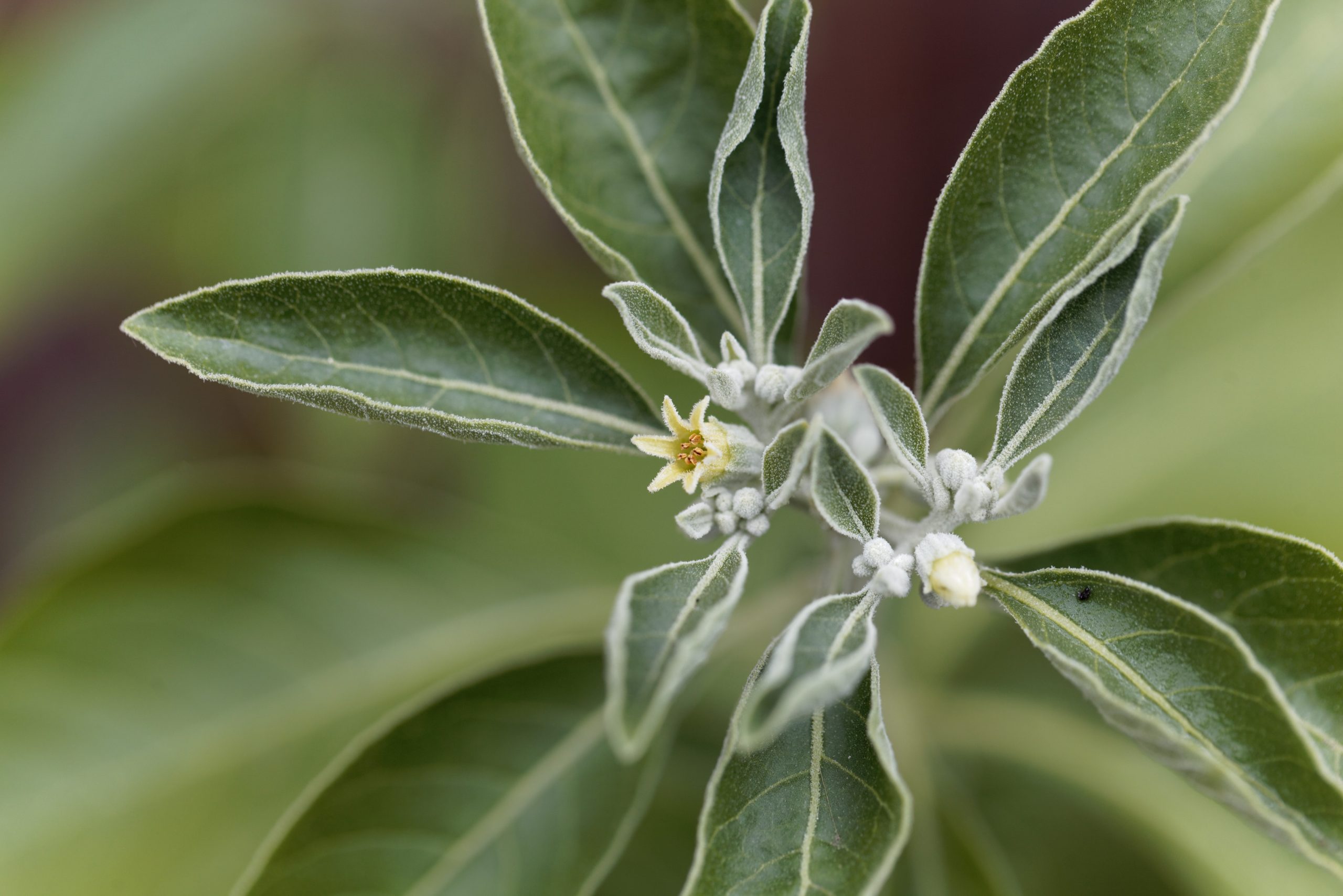 Ashwagandha Leaf Extract