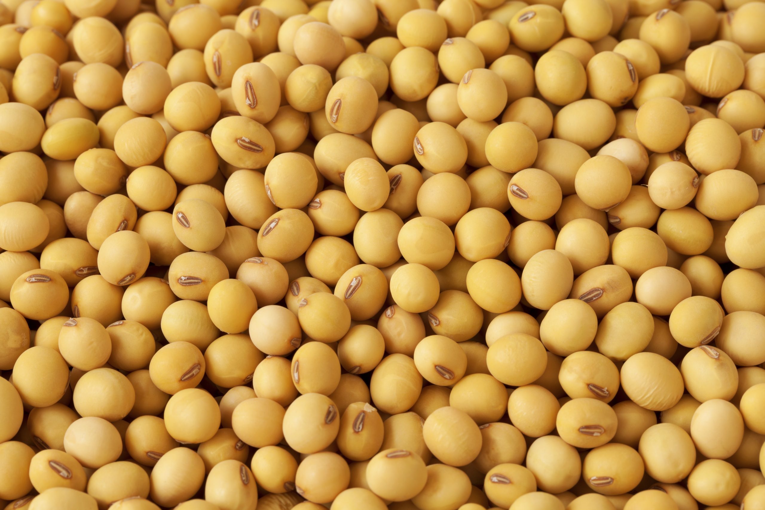 Soybean Saponin