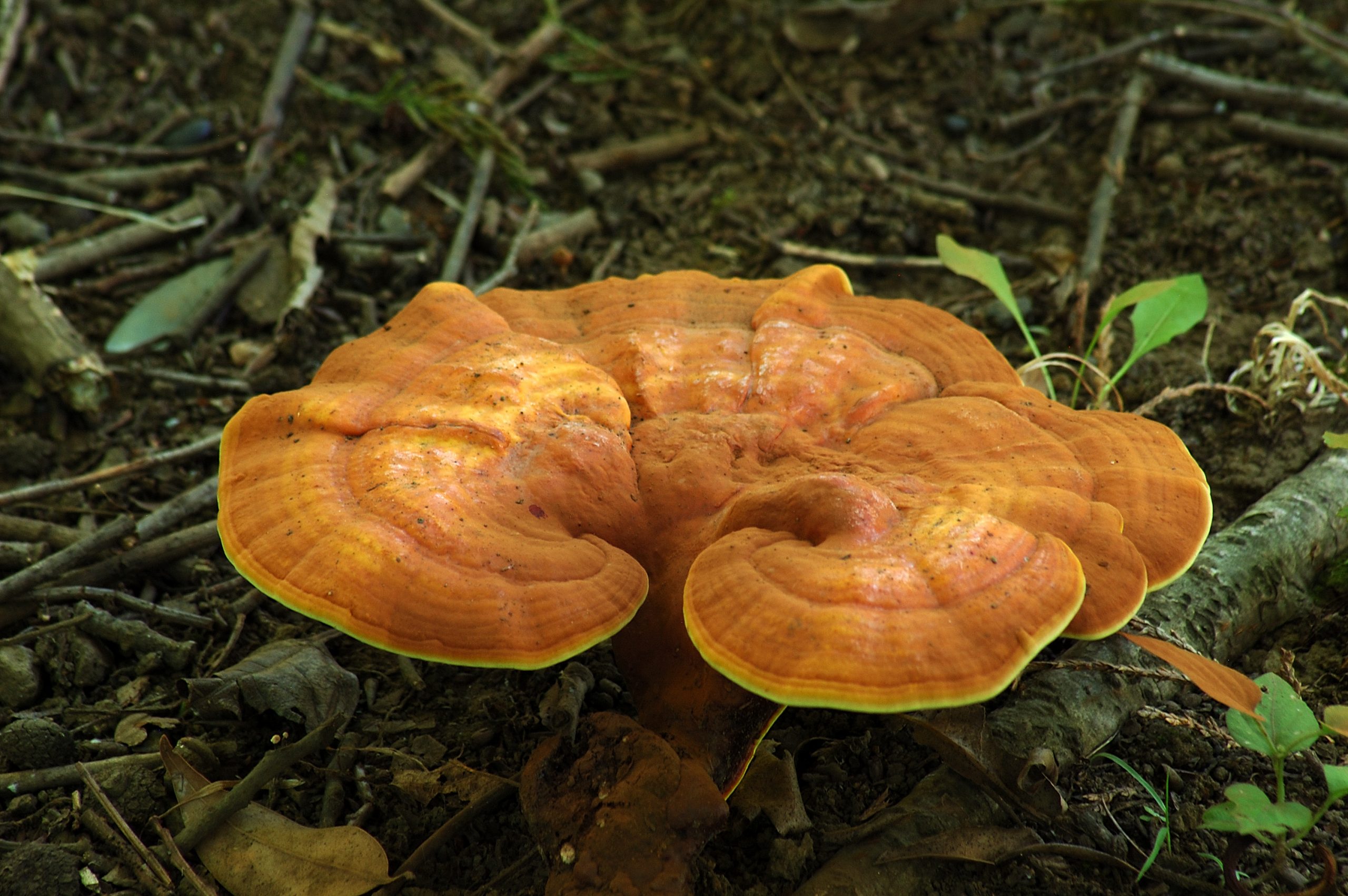 Ganoderma Mushroom