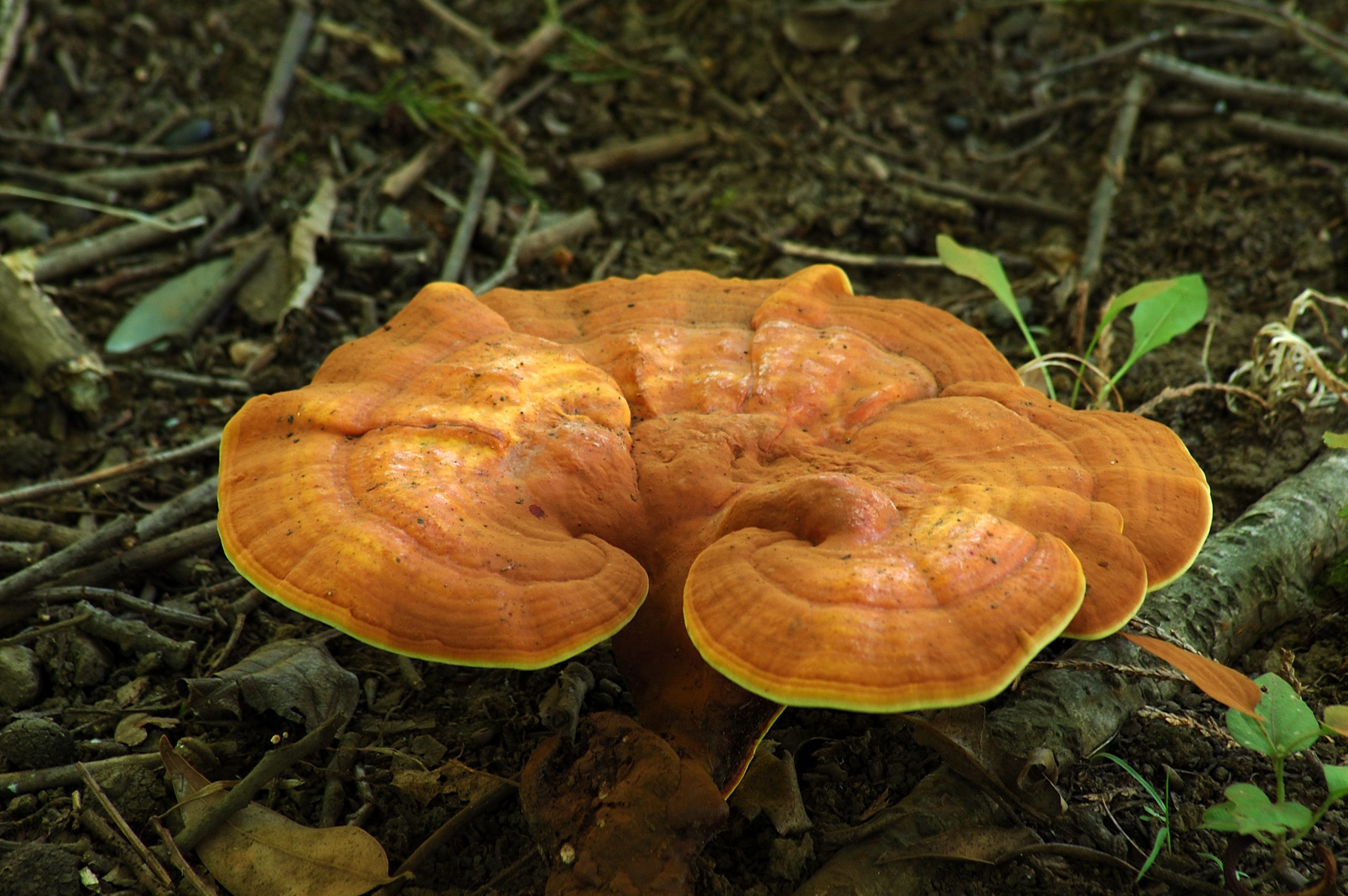 Ganoderma Mushroom