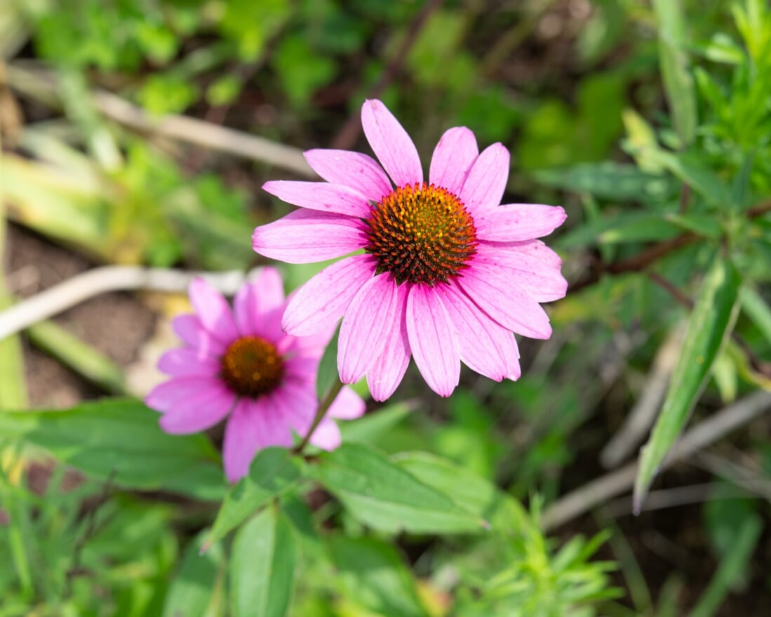 Echinacea