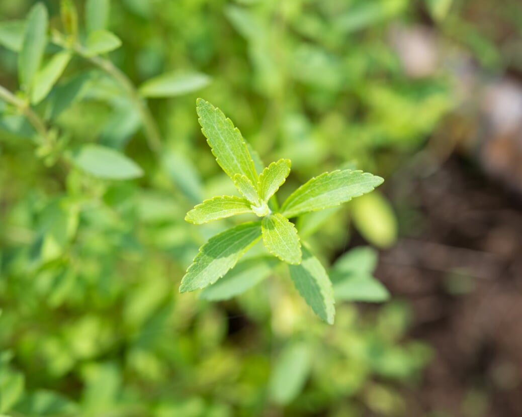 Stevia