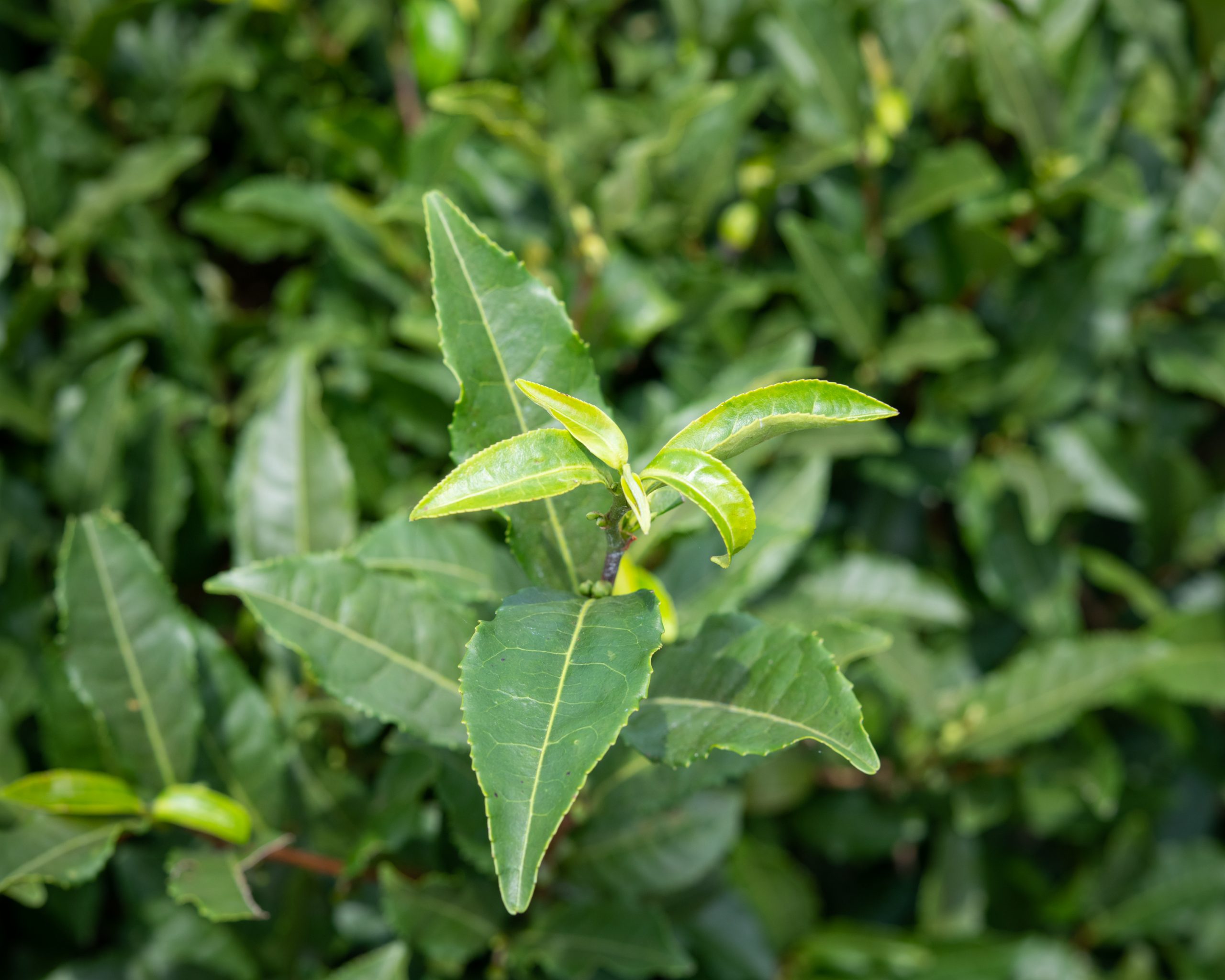 Green tea Polyphenols