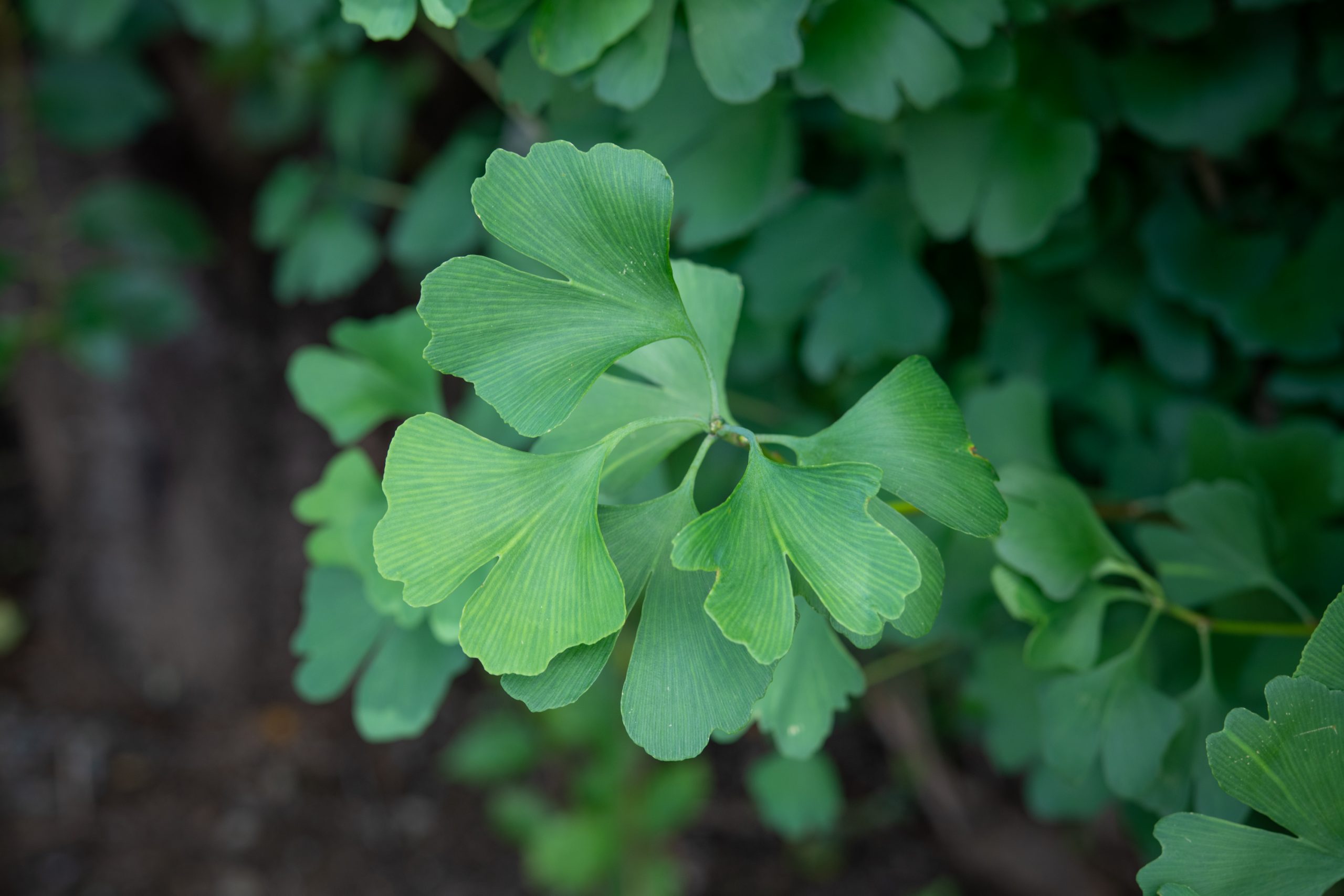 Ginkgo Biloba