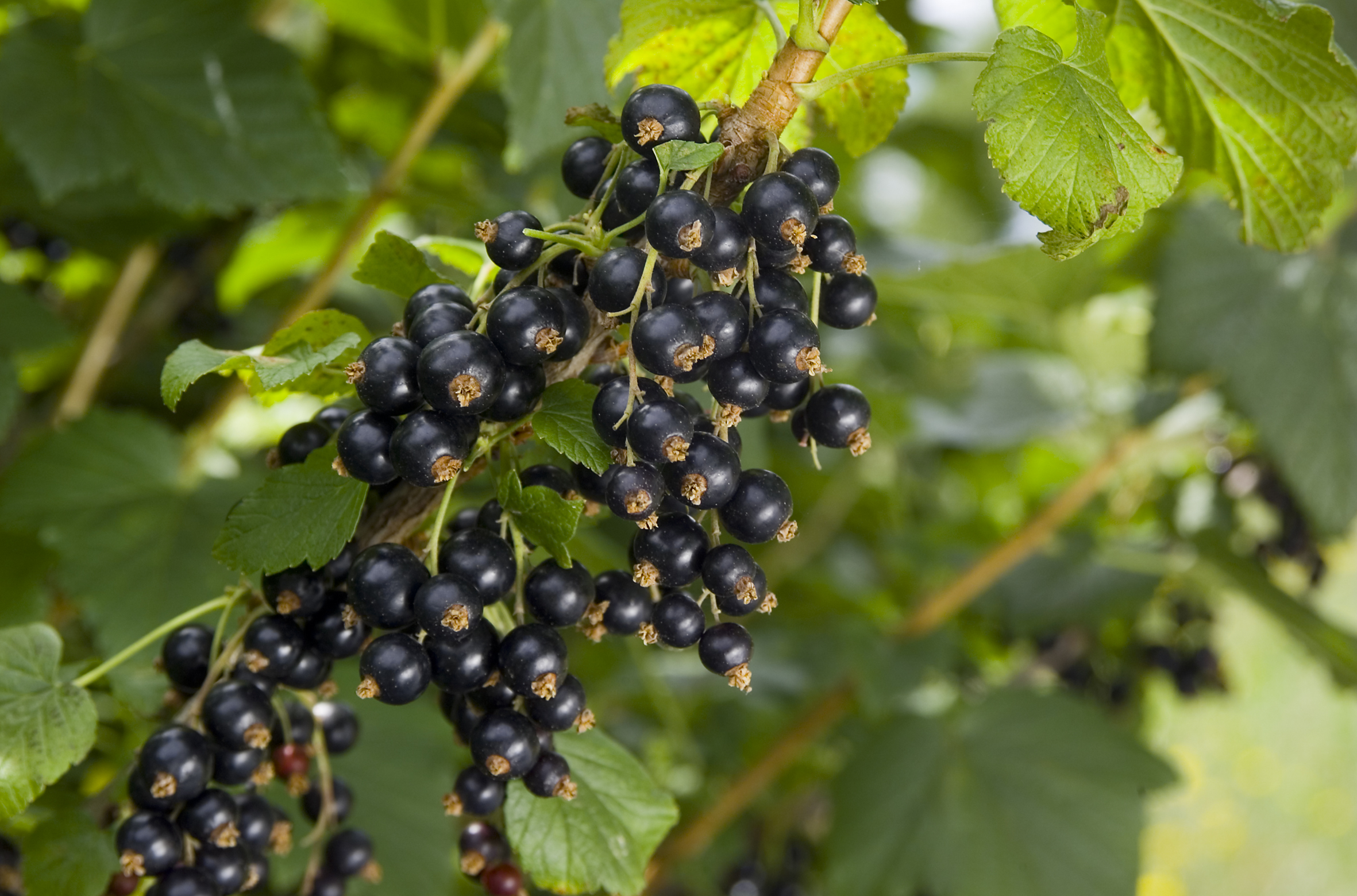 Black Currant Powder