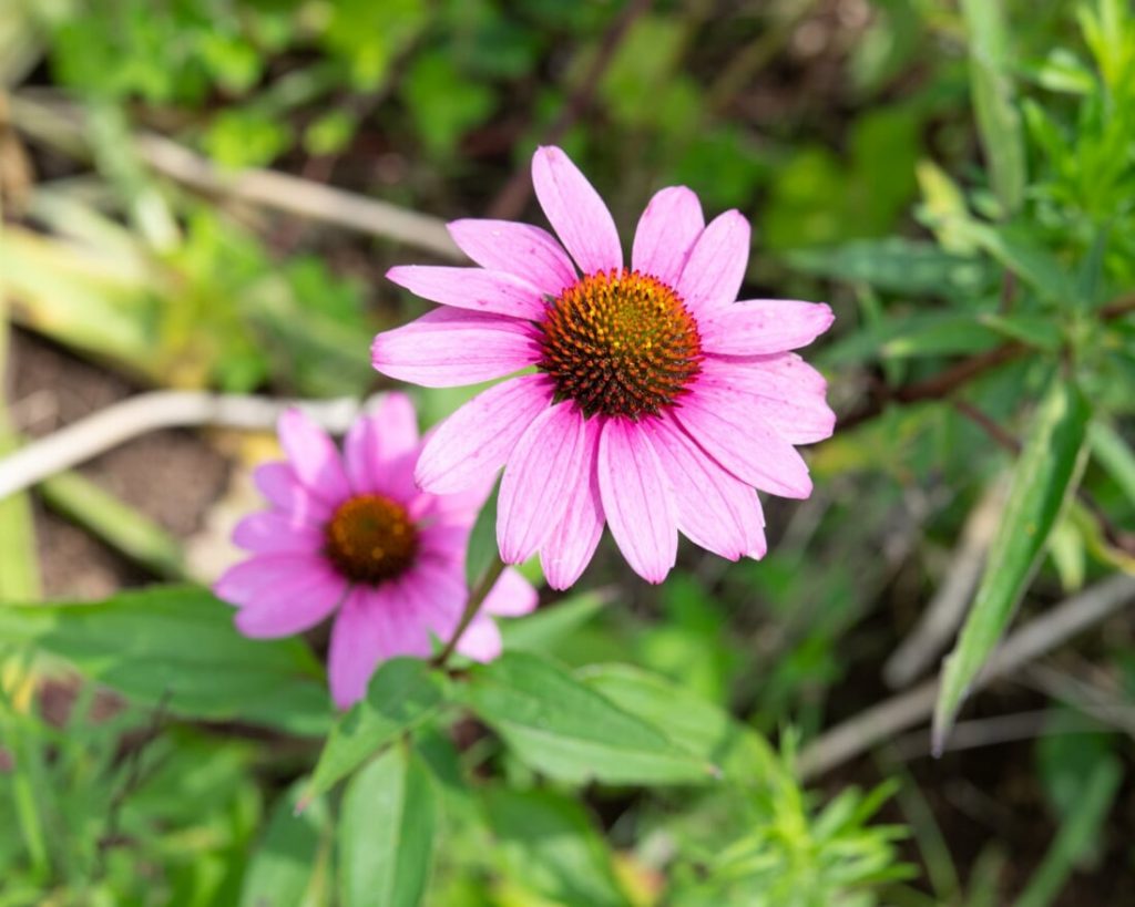 エキナケア 常磐植物化学研究所