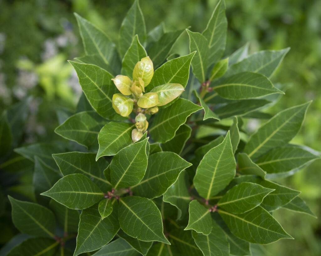 機能性表示（ローレッシュ） – 常磐植物化学研究所