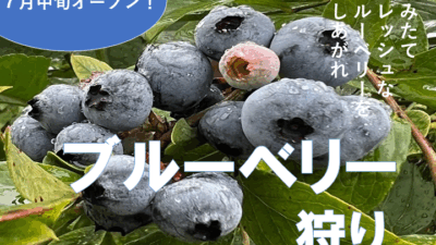 【7月・8月イベント】佐倉ハーブ園でブルーベリー狩りを開催します！